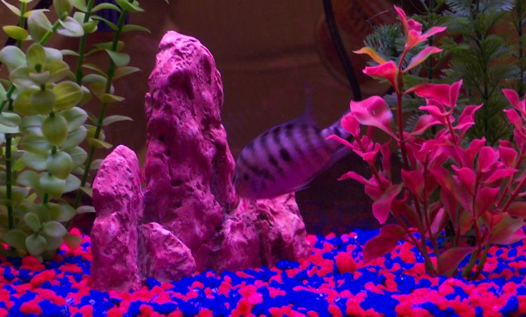 Copy of 100_0185.jpg